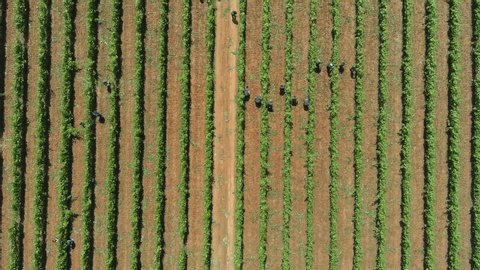 Workers Vine Field Rows Above Top View Grape Wine Day Time Summer Aerial Drone