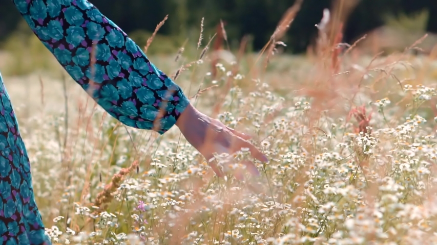 Girl Relax On Holidays Morning Vacation. Happy Woman Walking Summer Field.Hand Touch Wild Grass.Enjoying Nature At Holidays Weekend Adventure. Touches Flowers On Nature.Girl On Meadow.Leisure Vacation | Shutterstock HD Video #1056966608