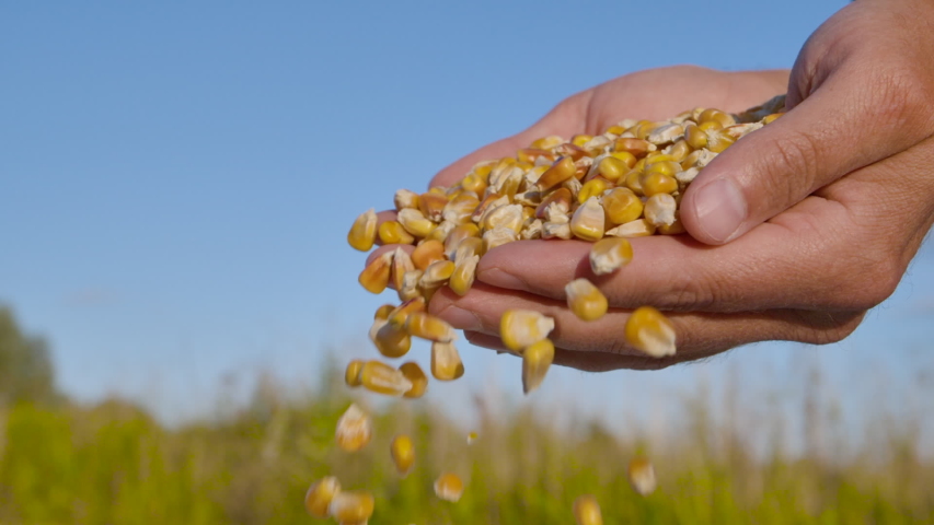 Corn Seed in Farmer Hands Against Blue Sky at Sunset, Agriculture. Slow Motion Farmer Hands Cupping Maize Kernels in Field After Harvest is Done. Closeup Farm Worker holding maize harvest cereal plant Royalty-Free Stock Footage #1056970547