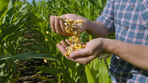 Corn Seed in Farmer Hands, Agriculture. Slow motion Farmer Hands Cupping Maize Kernels in Field After Harvest is Done. Closeup Farm Worker holding maize harvest cereal plant. Golden Corn Growing