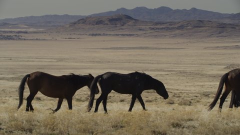 Tracking shot of horses walking in field near mountain range / Dugway, Utah, United States