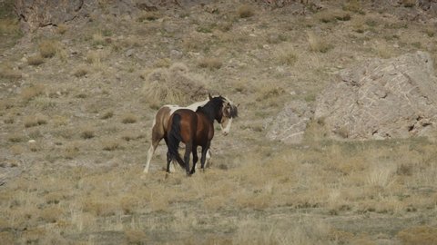 Slow motion of playful horses rearing up in field / Dugway, Utah, United States