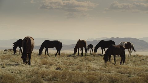 Distant horses grazing in field near mountain range / Dugway, Utah, United States