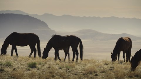 Tracking shot of horses walking and grazing near mountain range / Dugway, Utah, United States