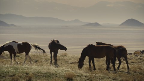 Tracking shot of horses running and grazing near mountain range / Dugway, Utah, United States: stockvideo