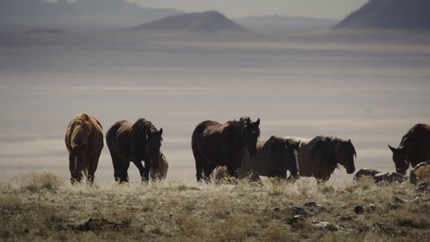 Wide panning shot of herd of horses in field near mountain range / Dugway, Utah, United States