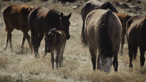 Tracking shot of colt walking with herd of horses / Dugway, Utah, United States