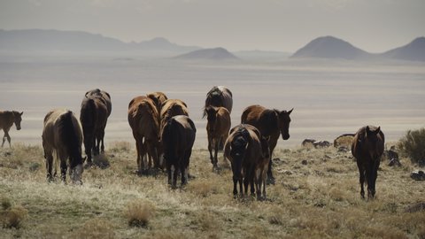 Wide shot of approaching herd of horses in field near mountain range / Dugway, Utah, United States