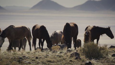 Panning shot of herd of horses in field near mountain range / Dugway, Utah, United States