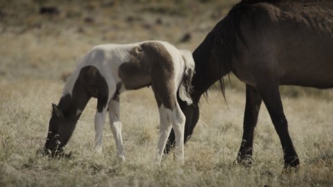 Colt and mare grazing in field / Dugway, Utah, United States