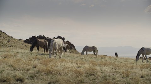 Wide panning shot of distant horses grazing in field near mountain range / Dugway, Utah, United States