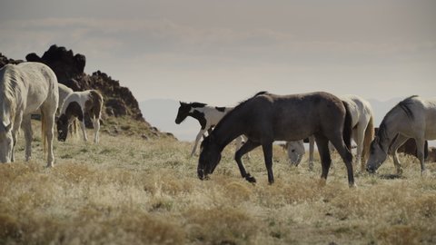 Panning shot of horses grazing in field / Dugway, Utah, United States