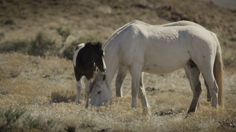 Colt drinking milk from grazing mare / Dugway, Utah, United States