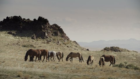 Wide shot of distant horses grazing in field near mountain range / Dugway, Utah, United States