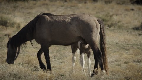 Panning shot of colt drinking milk from grazing mare / Dugway, Utah, United States
