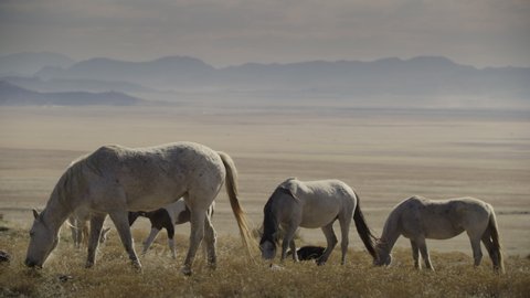 Tracking shot of colt walking and grazing in field near mountain range / Dugway, Utah, United States