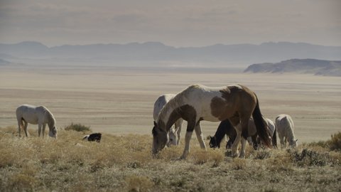 Horses grazing in field near mountain range / Dugway, Utah, United States