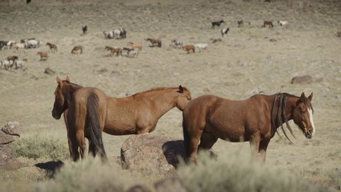 Herd of horses standing in field with herd in background / Dugway, Utah, United States