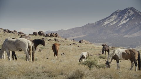 Slow motion panning shot of horses grazing in pasture / Dugway, Utah, United States