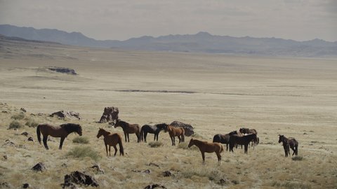 Wide shot of distant horses standing in field near mountain range / Dugway, Utah, United States