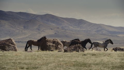 Slow motion tracking shot of horses walking near mountain range / Dugway, Utah, United States