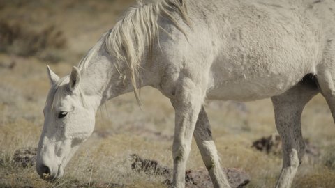 Close up of white horse grazing / Dugway, Utah, United States