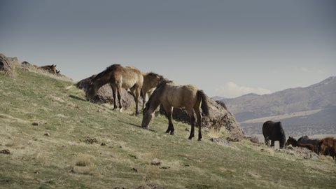 Slow motion panning shot of horses grazing on hill / Dugway, Utah, United States