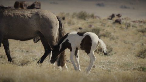 Slow motion of young horse sitting in field / Dugway, Utah, United States
