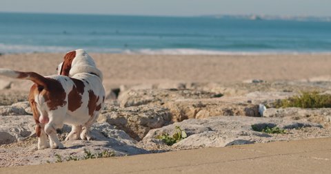 Basset hound dog standing on the beach rocks near the Atlantic Ocean. Slow motion, BMPCC 4K.
