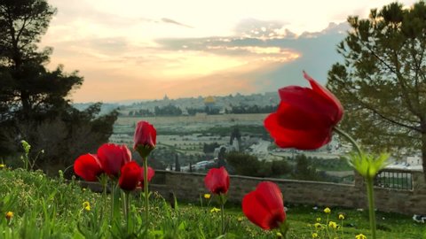 Sunset view from the Mount of Olives with calanit - red anemone flowers, national flower of Israel, with the Old City of Jerusalem and Temple Mount with Dome of the Rock in the background