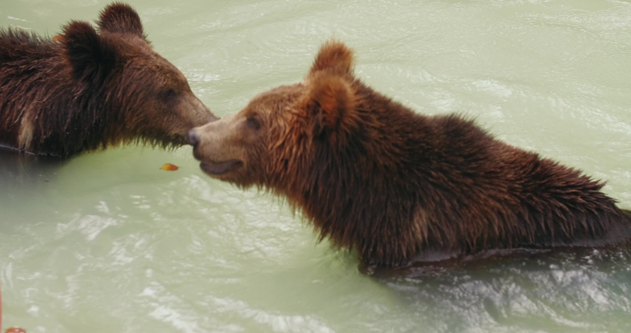 two black bears playing in the pond playing water at summer day