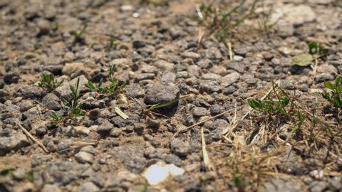 Macro Soil and Grass Slider Shot