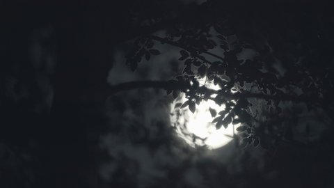 Scary full moon at night through trees and leaves.
