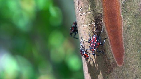 A trio of spotted lanternfly nymphs sit on a tree limb.