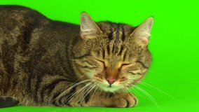 Gray bengal mestizo cat on a green background 4K video screen.