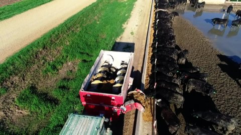 Drone shot as tractor is pulling feed wagon while feeding cattle on a large feedlot on a large cattle farm in Iowa.