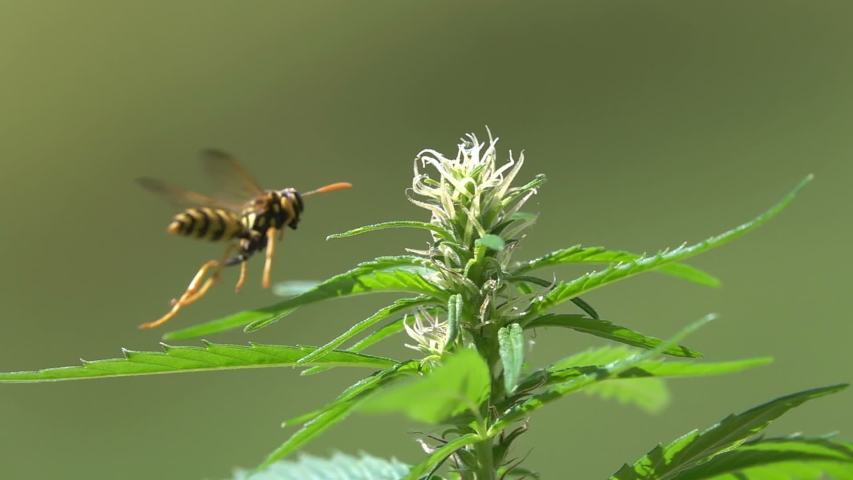 Wasp with hemp. Beautiful Wings. Landing on  Industrial Hemp. Royalty-Free Stock Footage #1056985766