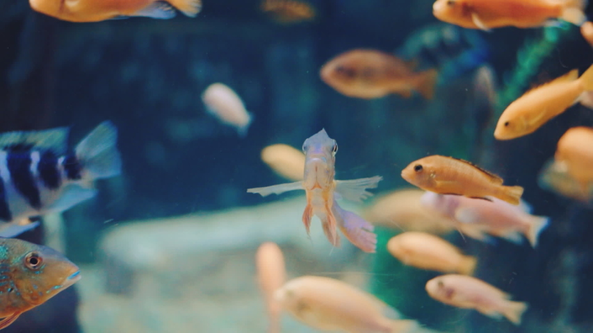 Colorful fishes swim underwater in aquarium close up of cichlids in aquarium marine aquarium with coral fishes group of exotic fishes in sea water | Shutterstock HD Video #1056990989