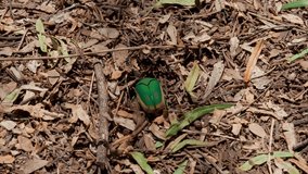 This video shows a green fig eater beetle insect burrowing into a mulch ground for protection.