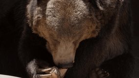 This close up video shows a large grizzly bear chewing on a bone fragment.