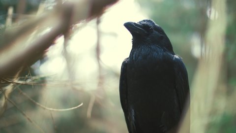 Black raven sitting on tree examining something below feathered forest dweller close up of black crow sitting among branches of tree wild fauna living in wood big raven watching territory