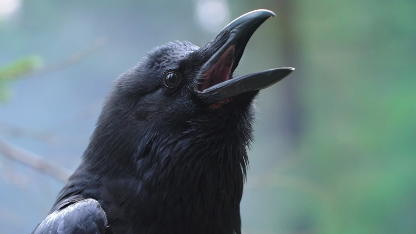 Black crow screaming in forest common raven rotating head sitting among branches on tree wild bird living in forest wild life in forest birdlife in wild nature black raven closeup | Shutterstock HD Video #1056992273