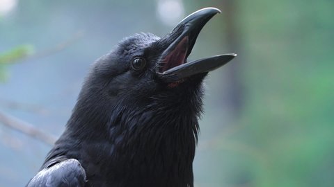 Black crow screaming in forest common raven rotating head sitting among branches on tree wild bird living in forest wild life in forest birdlife in wild nature black raven closeup