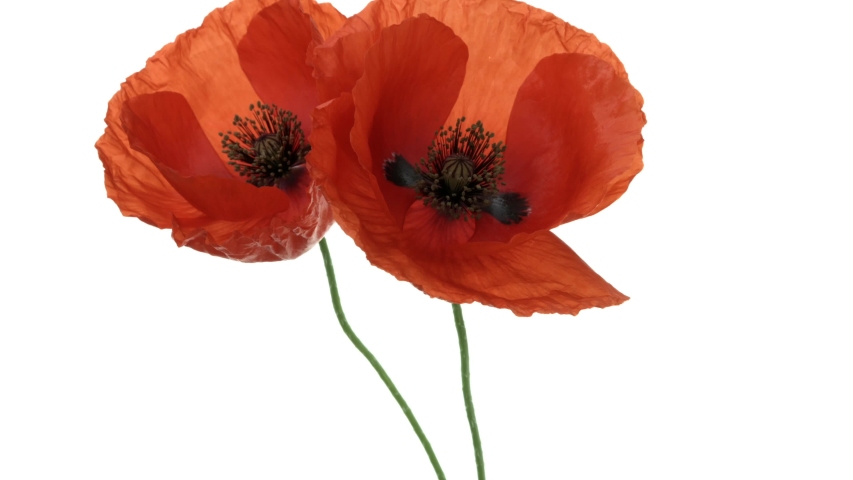 Red Poppy Blooming in Time-lapse 스톡 동영상 비디오(100% 로열티 프리) 1056992933 | Shutterstock