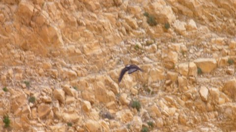 Bonellie's eagle in flight in the desert Cliif, Dead sea