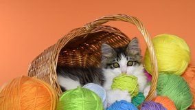 HD video of an adorable gray and white kitten laying in brown wicker basket turned on it's side, playful with basket and balls of yarn. Yellow ball of yarn falls out of frame.
