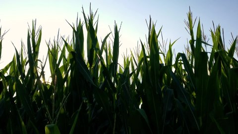 video of walking in the corn field with fully grown tall plants at sunset. Sunlight penetrates between tassels and leaves as camera moves forward creating an atmospheric look. Close up backlit footage