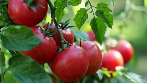 Fresh red ripe tomatoes on the branch. Organic farming, vegetable garden. Tomato harvest. UHD, 4K