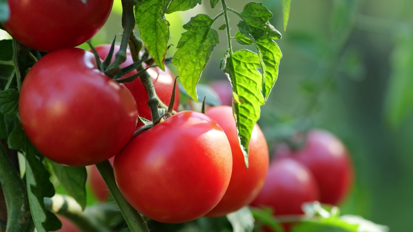 Farmer inspects his tomato crop. Red ripe organic tomatoes on the branch. Male hand touching ripe tomatoes. Organic farming, vegetable garden Royalty-Free Stock Footage #1057012283