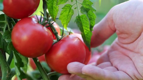 Farmer inspects his tomato crop. Red ripe organic tomatoes on the branch. Male hand touching ripe tomatoes. Organic farming, vegetable garden